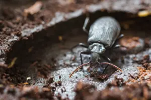 Biodiversity In Europe Drucke: Marco image of an insect