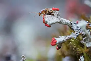 Asian Wildlife Images Drucke: Marco image of an insect