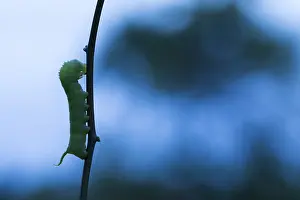 German Fauna And Flora Drucke: Marco image of an insect