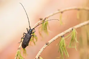 Bilder Datiert 18. Juni 2019: Marco-Bild eines Insekts