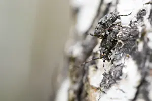 Marco ist ein Insektbild.