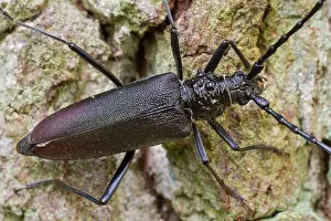 German Wildlife Fauna Images Drucke: Marco image of an insect