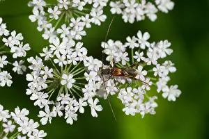 Insect Wildlife Images Drucke: Marco image of an insect