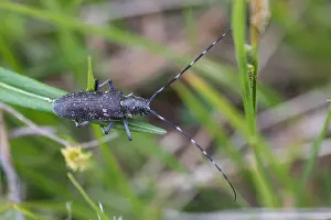 Marco ist ein Bild eines Insekts.