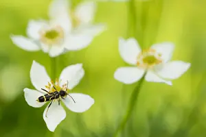 Asian Wildlife Images Drucke: Marco image of an insect