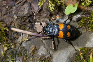 German Wildlife Photography Nature Drucke: Marco image of an insect