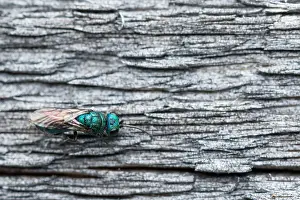 Bilder Datiert 3. August 2019: Marco-Bild eines Insekts