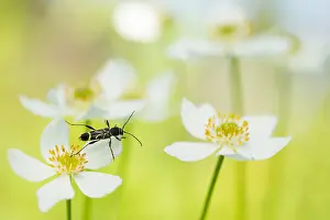 Bilder Datiert 19. Juni 2019: Marco ist ein Bild eines Insekts.