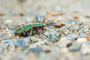 Green Tiger Beetle Drucke: Marco image of an insect