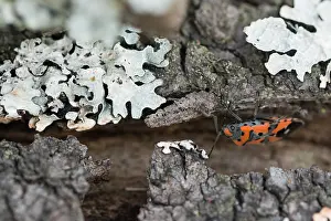 Marco-Bild eines Insekts.