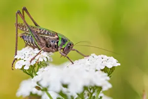 Marco ist ein Bild eines Insekts.