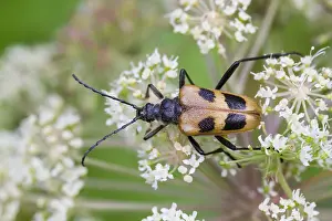 August Drucke: Marco ist ein Bild eines Insekts.