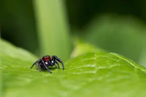 Wildlife Photography Kyrgyzstan Drucke: Marco image of an insect