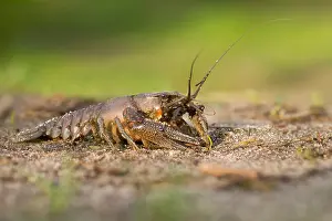 Marco ist ein Insektenbild.