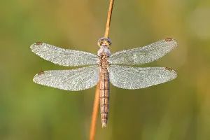 Bilder vom 17. Juli 2015: Marco-Bild eines Insekts.