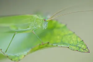 German Wildlife Fauna Images Drucke: Marco image of an insect