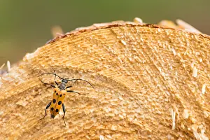 Russian Nature Photography Drucke: Marco image of an insect