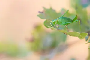 Marco-Bild eines Insekts