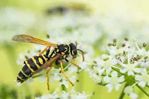 European Paper Wasp Drucke: Marco image of an insect