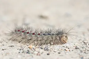 Asian Wildlife Drucke: Marco image of an insect