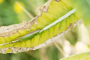 Bilder Datiert 1. August 2019: Marco ist ein Insektenbild.