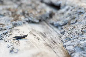 Marco ist ein Bild eines Insekts.