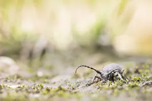 Outdoor Insect Photography Drucke: Marco image of an insect