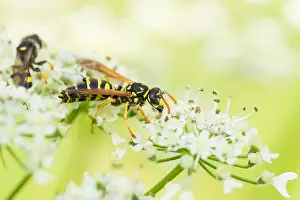 European Paper Wasp Drucke: Marco image of an insect