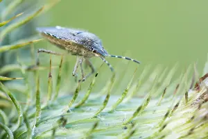 August Drucke: Marco ist ein Insektbild.
