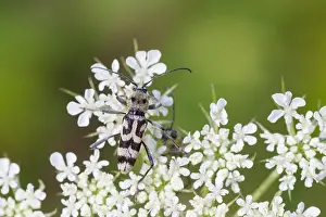 August Drucke: Marco ist ein Insektbild.