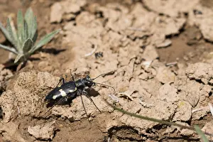 Marco ist ein Bild eines Insekts.