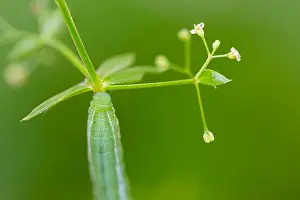 German Wildlife Fauna Images Drucke: Marco image of an insect