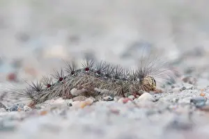 Lymantria Dispar Drucke: Marco image of an insect