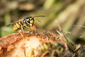 Bilder Datiert 25. August 2019: Marco ist ein Insekt.