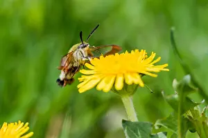 Hemaris Fuciformis Drucke: Marco image of an insect