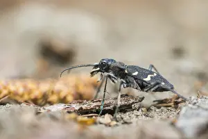Bilder Datiert 30. Mai 2017: Marco ist ein Bild eines Insekts.