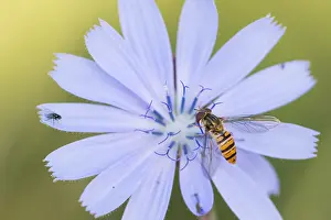 European Hoverfly Species Drucke: Marco image of an insect
