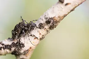 Russian Wildlife Images Drucke: Marco image of an insect