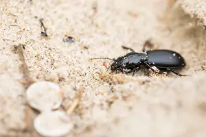 Marco ist ein Bild eines Insekts.