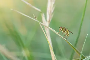 European Insect Wildlife Drucke: Marco image of an insect
