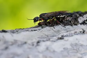 Bilder Datiert 19. Juni 2019: Marco ist ein Insektbild.