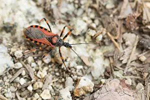 Outdoor Insect Photography Drucke: Marco image of an insect