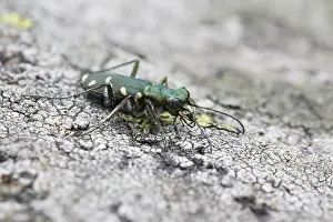 Marco ist ein Insektbild.