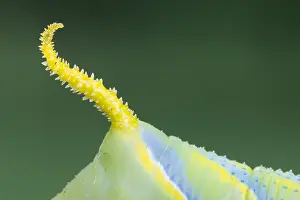 Lepidoptera Species Images Drucke: Marco image of an insect