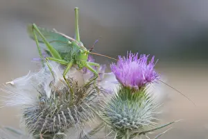 Bilder Datiert 12. August 2015: Marco ist ein Bild eines Insekts.