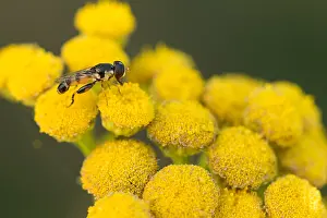 European Hoverfly Species Drucke: Marco image of an insect