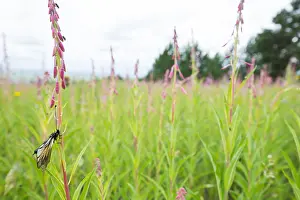 Wildlife In Russia Drucke: Marco image of an insect