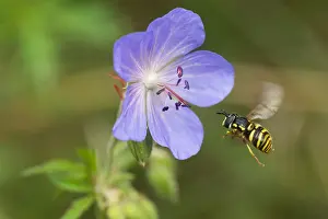 Bilder Datiert 19. August 2019: Marco-Bild eines Insekts