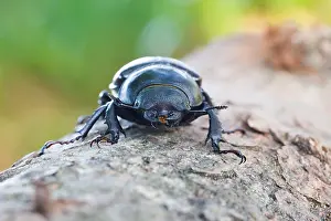Bilder Datiert 13. Juni 2013: Marco ist ein Insektenbild.