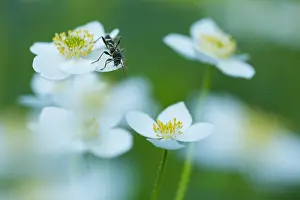 Bilder Datiert 19. Juni 2019: Marco ist ein Bild eines Insekts.